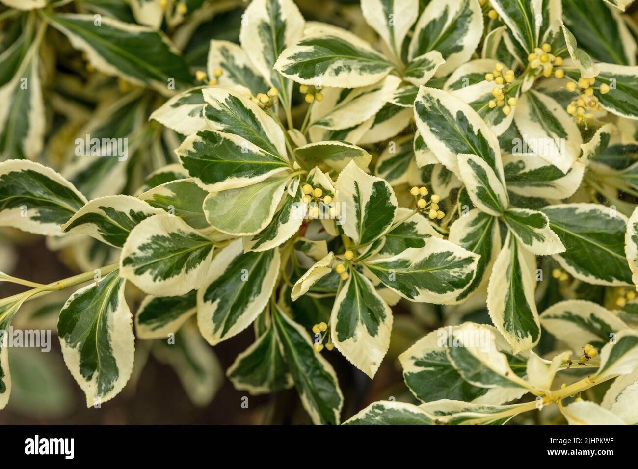 Abstractly patterned Euonymus Fortunei 'Silver Queen’, natural plant close-up portrait Stock Photo