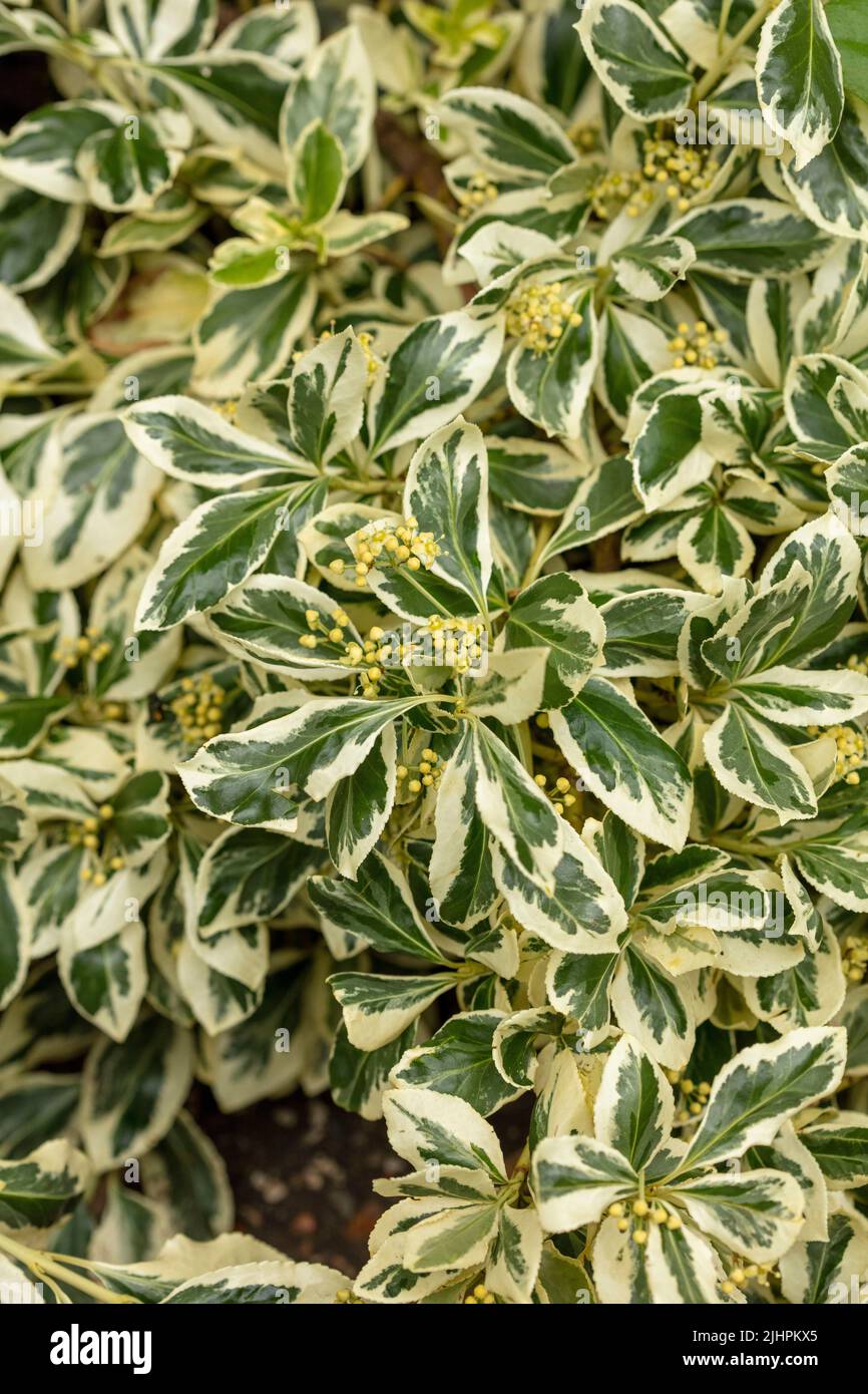 Abstractly patterned Euonymus Fortunei 'Silver Queen’, natural plant close-up portrait Stock Photo