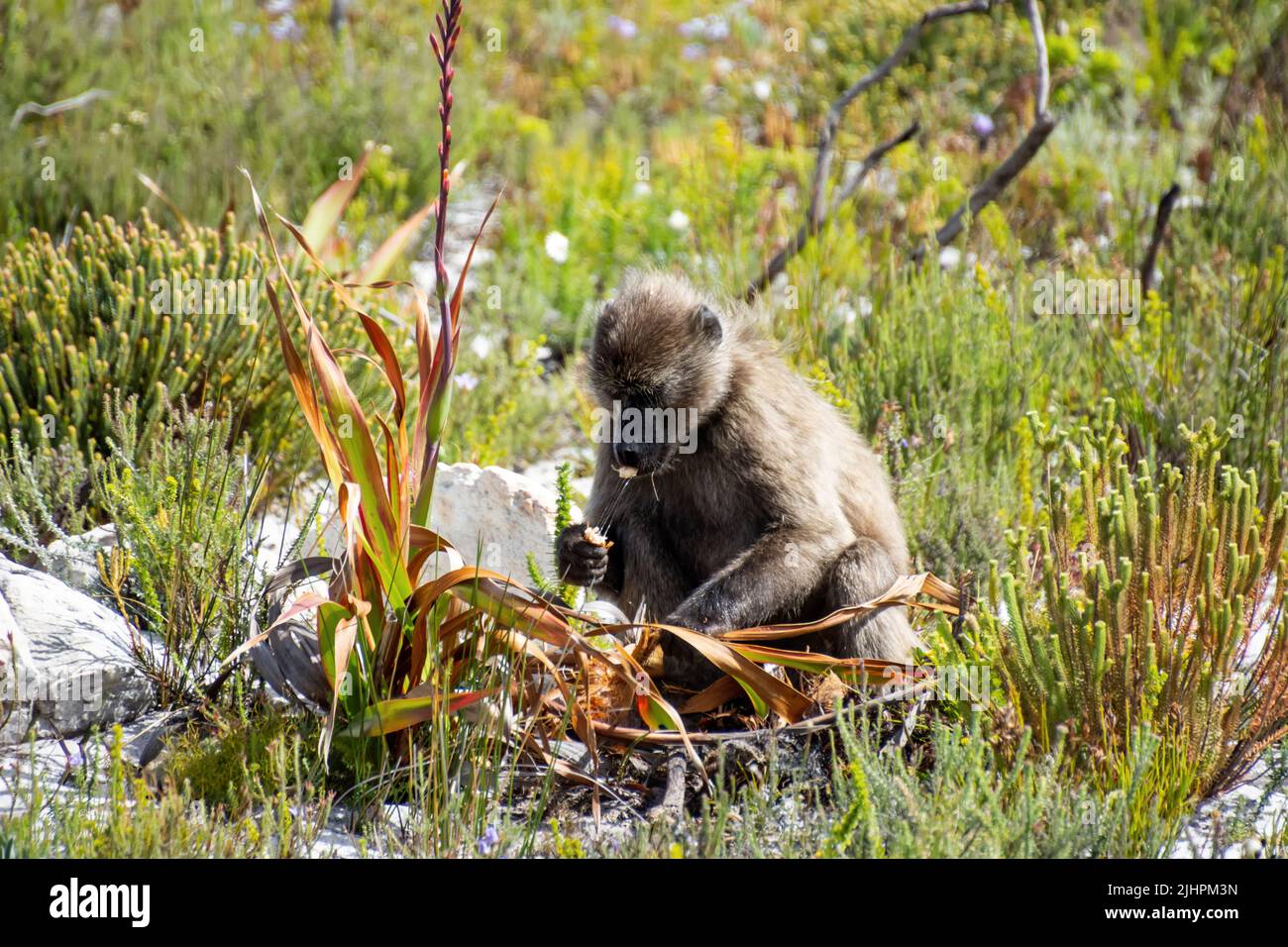 A Chacma Baboon eating a Watsonia tabularis bulb on the Cape peninsula in Southern Africa Stock Photo