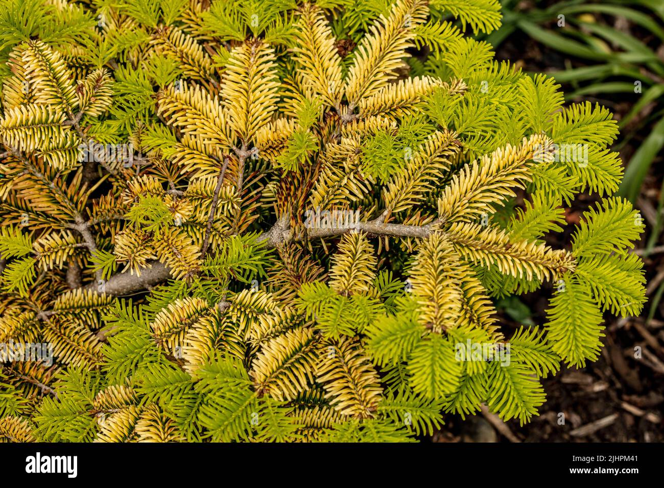 Intriguing Abies Nordmanniana sub  Nordmanniana ‘Golden Spreader’, natural close up showing pattern and texture in the environment Stock Photo
