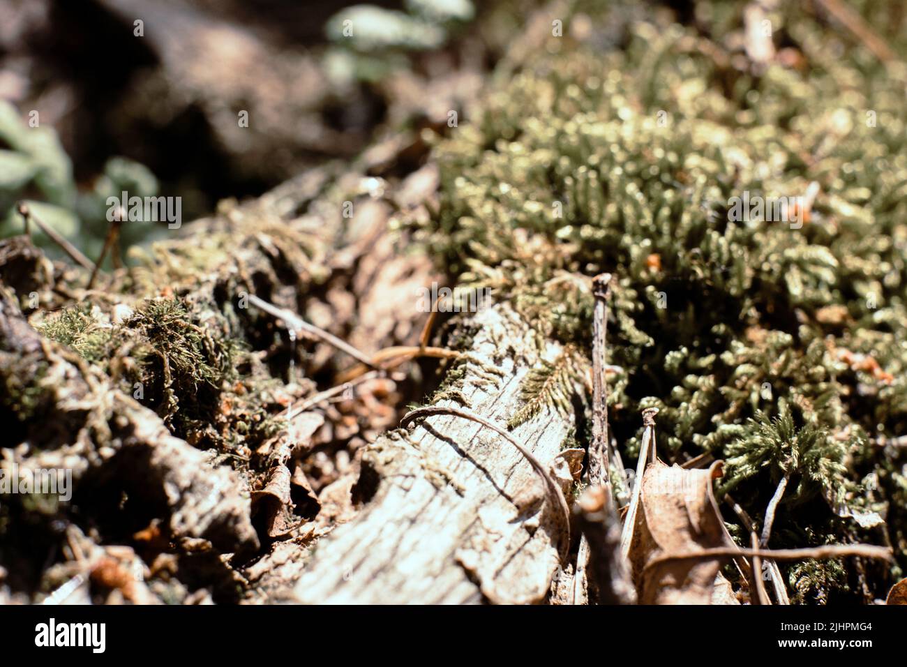 Very close focus of texture moss growing on branch in forest. High quality photo Stock Photo