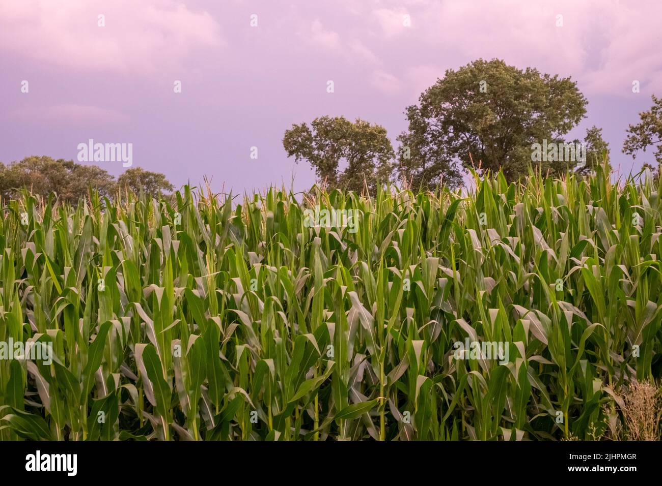 Field with corn on the slope of a hill below a blue sky in the light of sunset in summer. High quality photo Stock Photo
