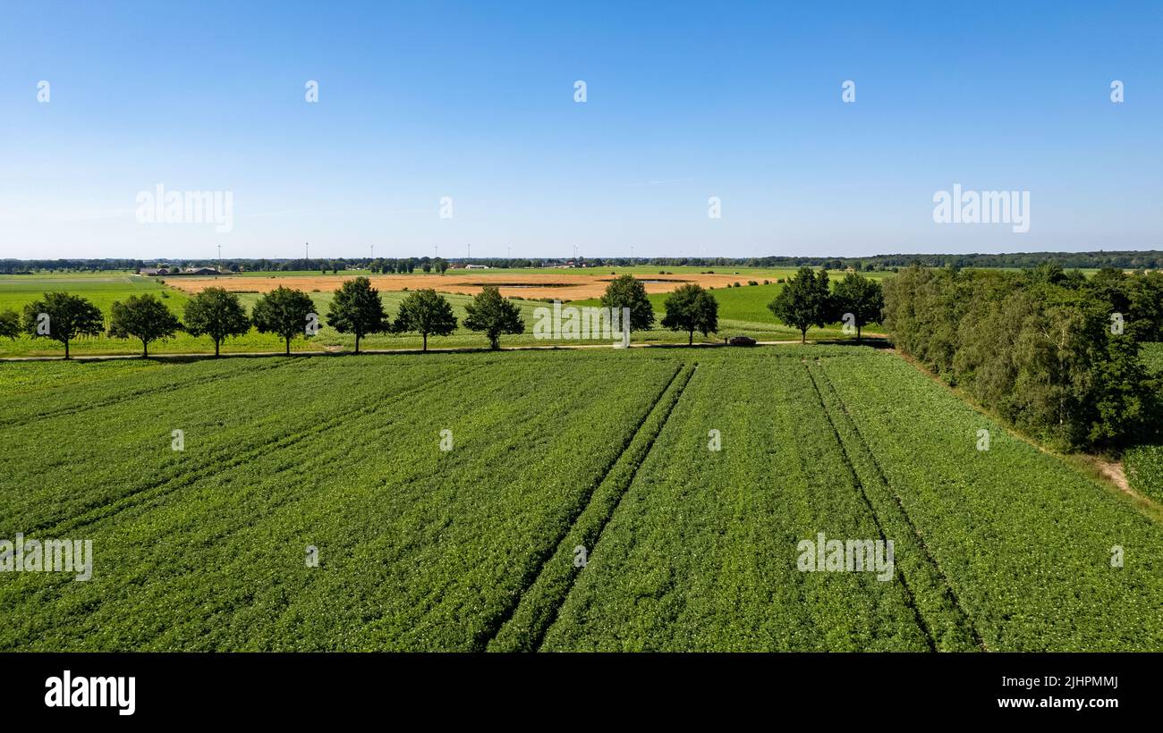 Aerial drone view high up to the sun rising and shining over beds of green ripening potatoes bushes. Country field of potato in row lines. Fresh bright background. Top view. Nature, harvest, farm concept. High quality photo Stock Photo