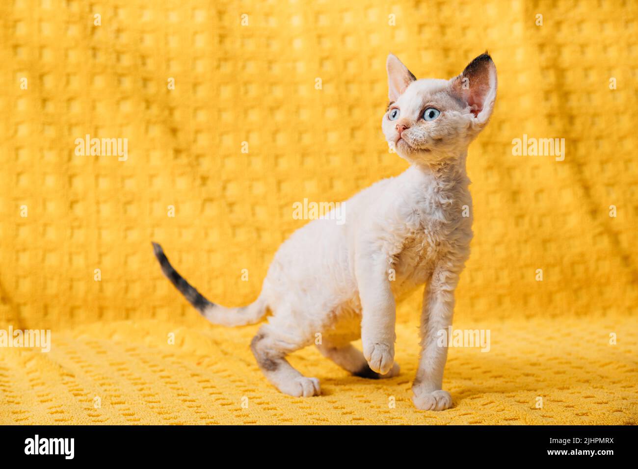 Funny Small Little White Devon Rex Kitten Kitty Resting Posing. Short-haired Cat Of English Breed On Yellow Plaid Background. Shorthair Pet Cat Stock Photo