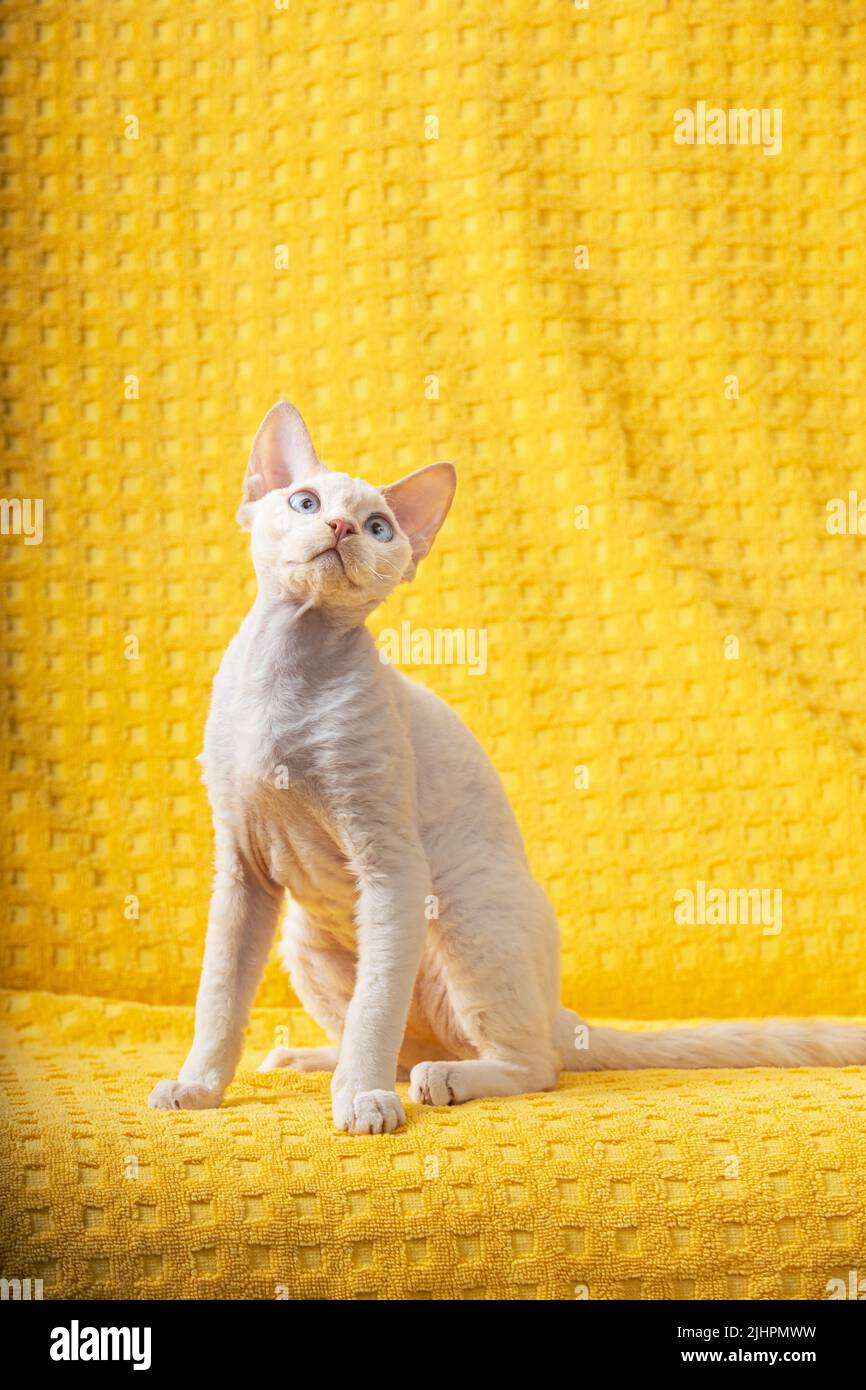Devon Rex Kitten Kitty. Short-haired Blue-eyed Cat Of English Breed On Yellow Plaid Background. Shorthair Pet Cat Looking Up Stock Photo