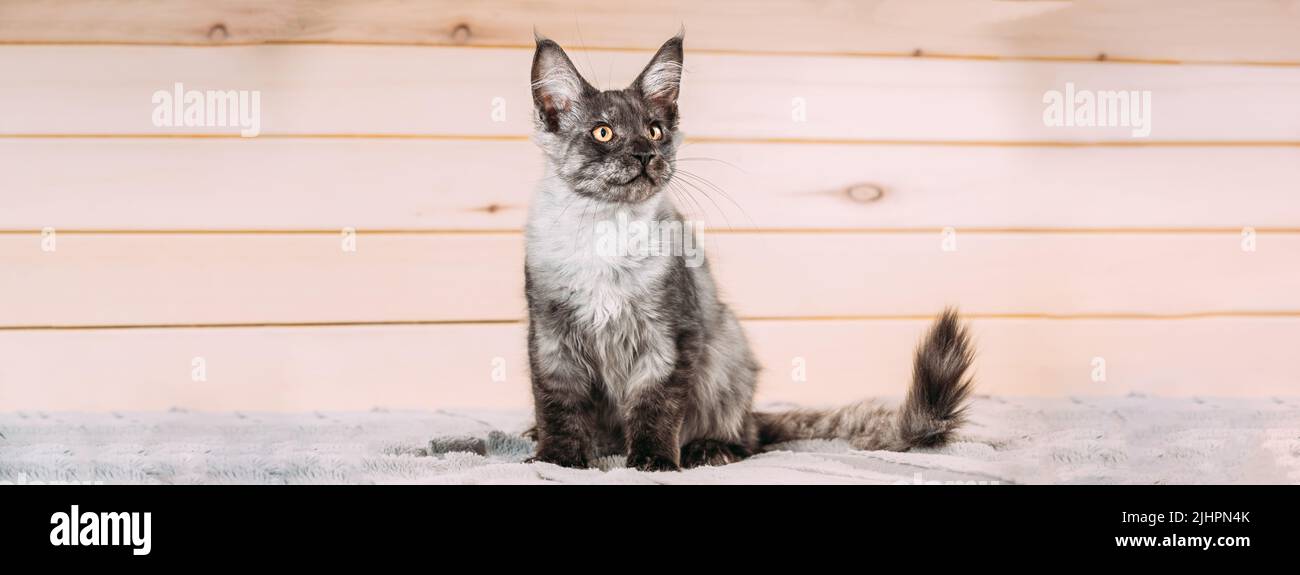 Funny Curious Black Silver Tabby Maine Coon Cat Sitting At Home Sofa. Coon Cat, Maine Cat, Maine Shag. Amazing Pets Pet. Cat Copy Space Wooden Stock Photo