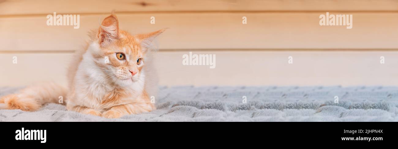 Cat Copy Space Wooden Background. Red Maine Coon Cat Sitting On Sofa. Coon Cat, Maine Cat, Maine Shag. Amazing Pets Pet. Portrait On Woods Backdrop Stock Photo