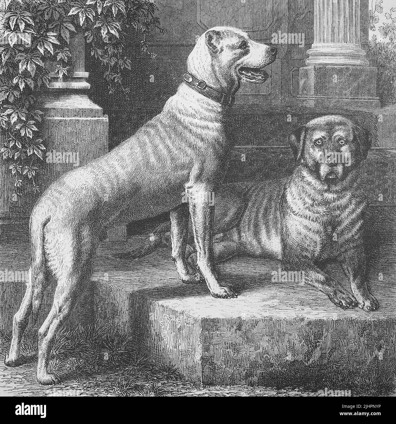 Historische Illustration der Deutschen Dogge, einer großen deutschen Haushunderasse, deutsche Dogge, deutsche Dogge, man hat kupierte oder kupierte Ohren  /  Historical illustration of Great Dane, a large German breed of domestic dog, deutsche Dogge, german Dogge, one has docked or cropöd ears, dogging, cropping, Historisch, digital restaurierte Reproduktion einer Originalvorlage aus dem 19. Jahrhundert, genaues Originaldatum nicht bekannt, Stock Photo