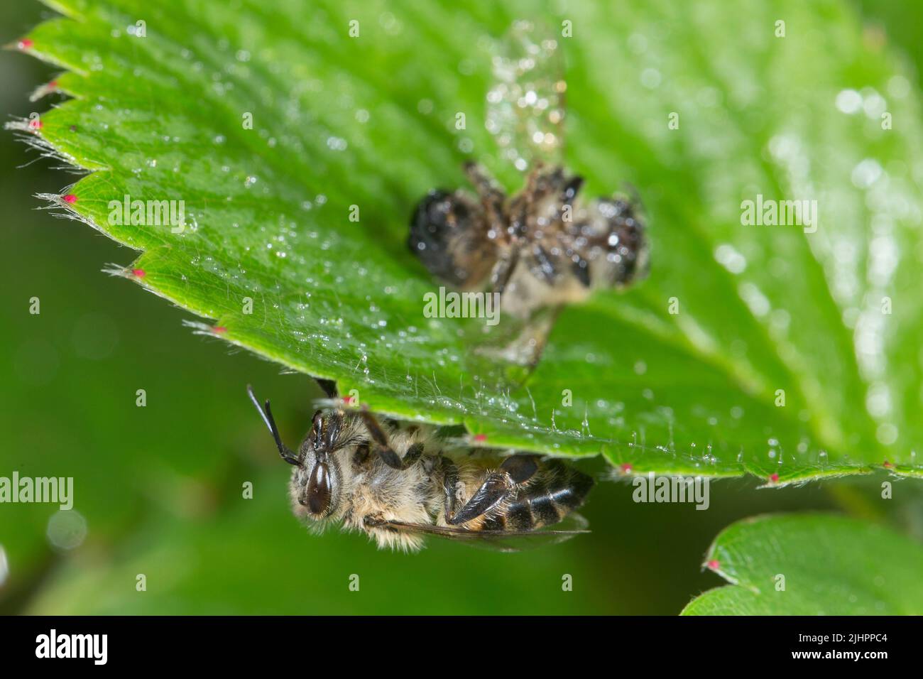 Bee mortality due to pesticide use Stock Photo