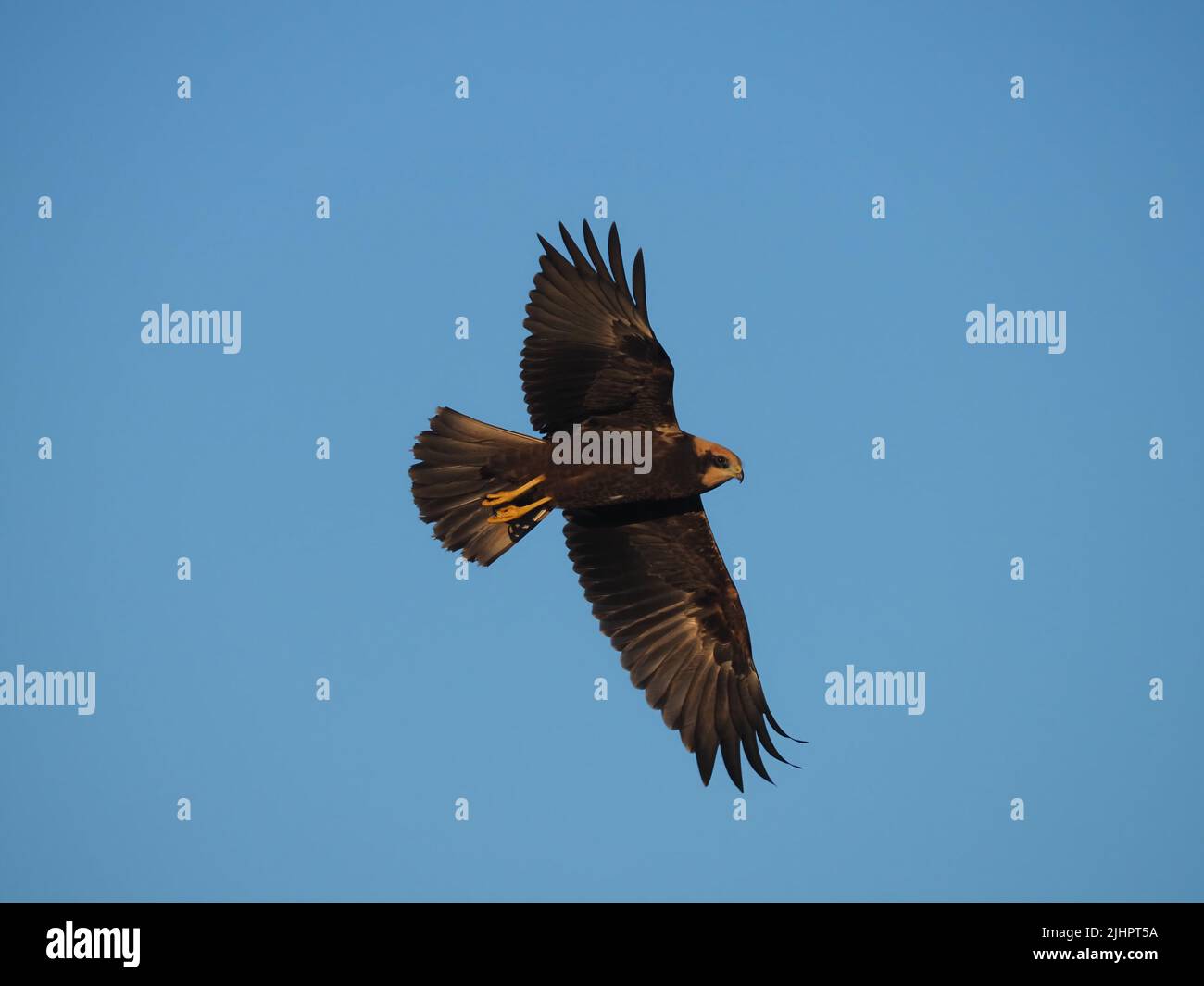 fledged harriers rely on a frequent supply of food from the adults to ...
