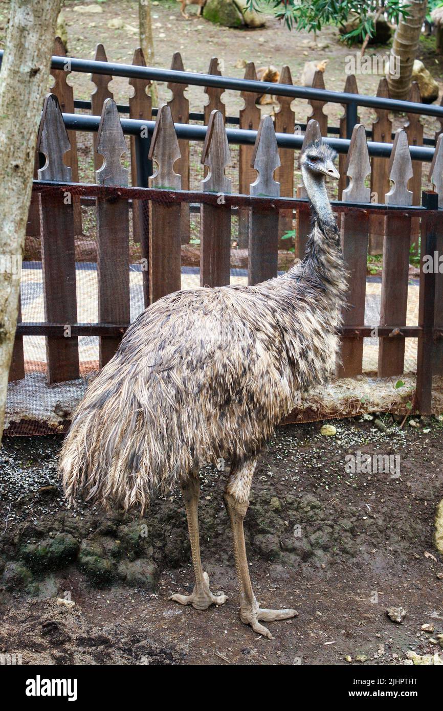 Emu legs hi-res stock photography and images - Page 3 - Alamy