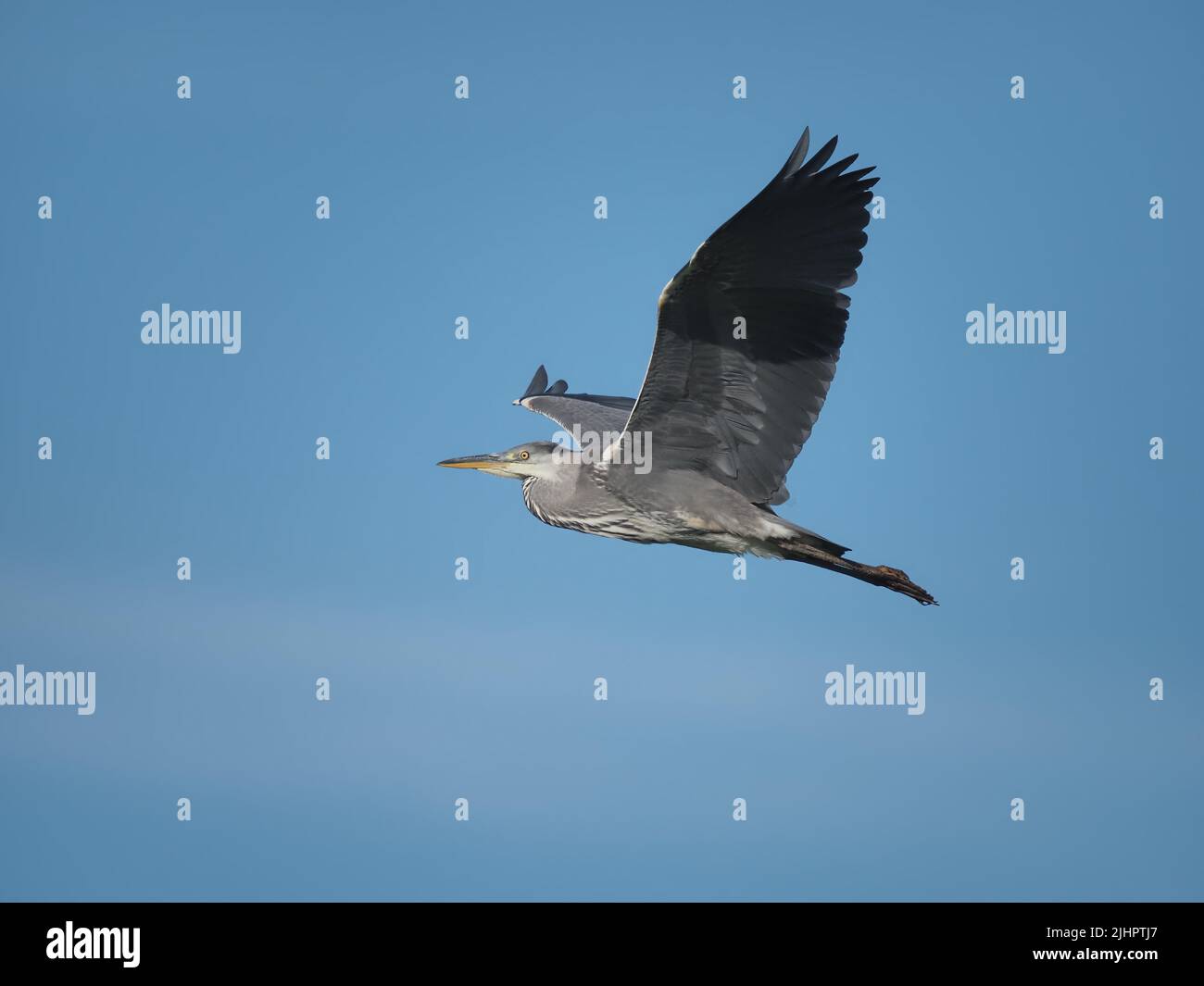 Many heron species are now breeding on the Wirral, Cheshire, England  including grey heron. Stock Photo