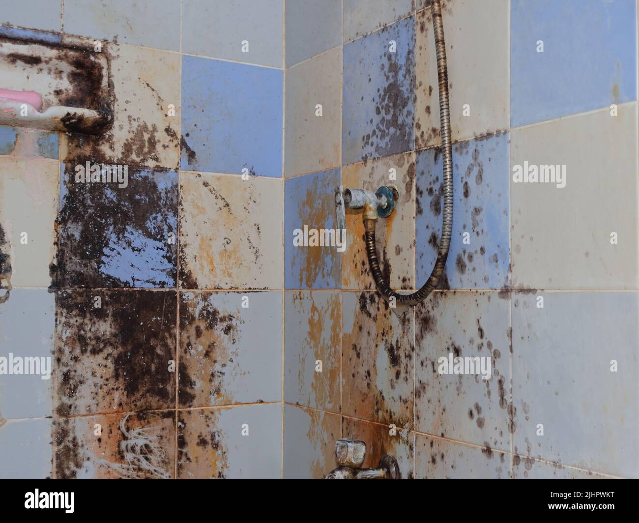 Selective focus on shower hose covered with mold, neglected restroom full of mold Stock Photo