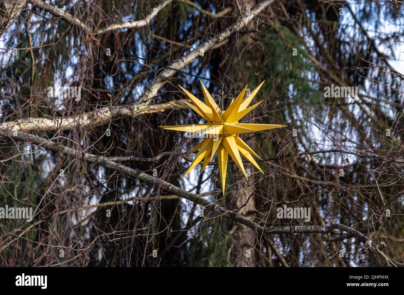 A Moravian star is hung up in a tree for lighting at Christmas time. Stock Photo