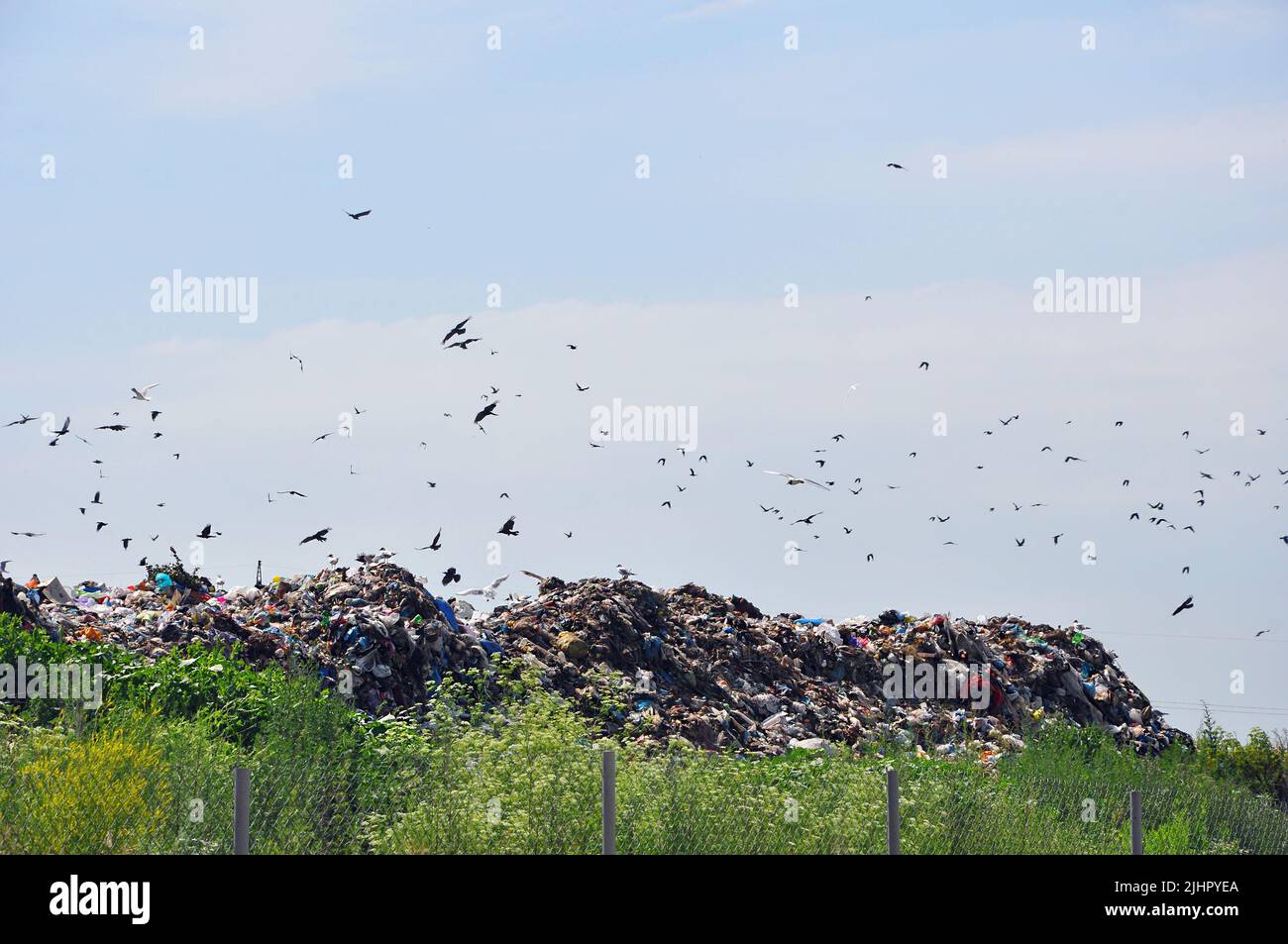 Dozens of seagulls and rooks flying over the garbage heaps in the municipal landfill against a blue sky Stock Photo