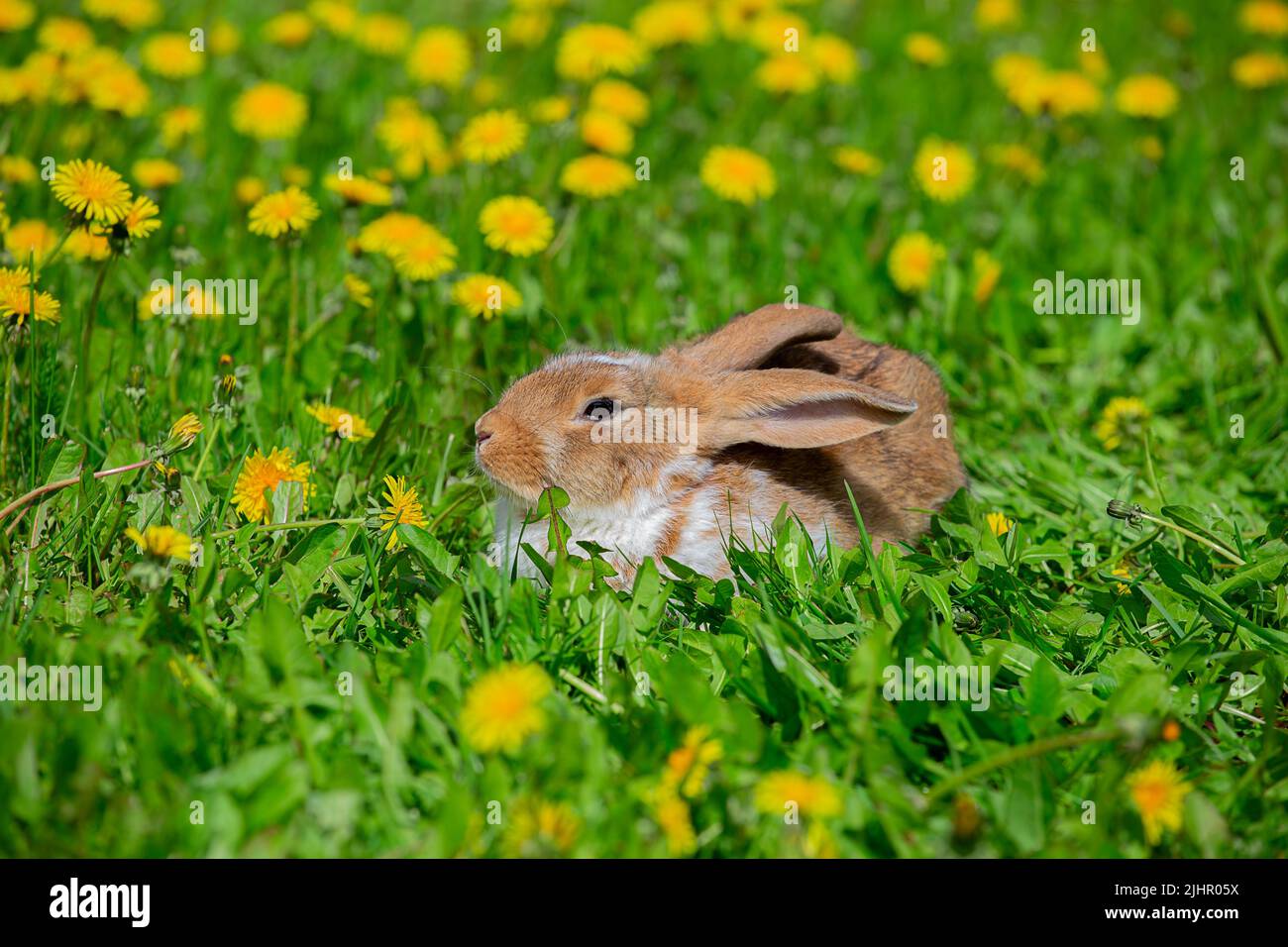 Rabbit sunbathing hires stock photography and images Alamy
