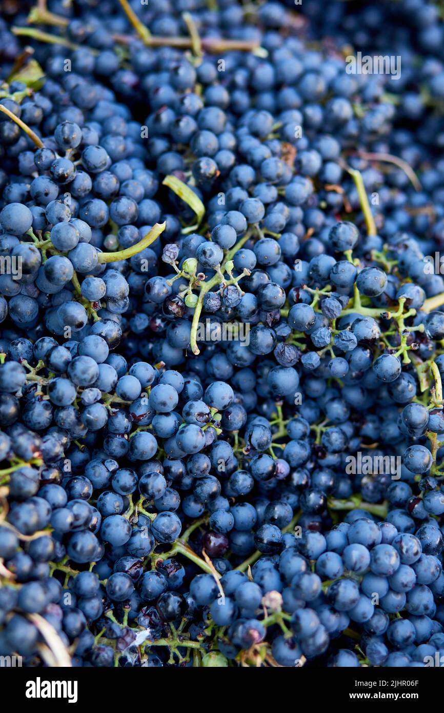 Grape Production Ripe Harvest of ripe wine grapes, prepare for pressing Stock Photo - Alamy