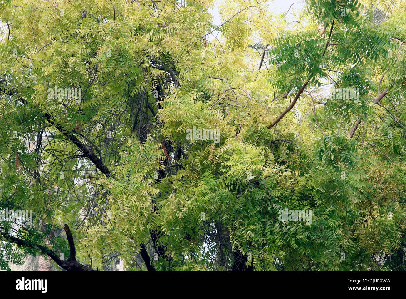 Azadirachta indica, commonly known as neem, nimtree or Indian lilac ...