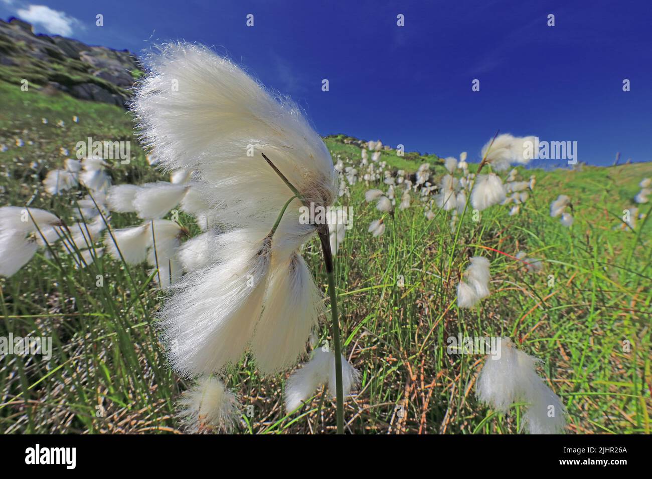 France, Lozère (48) Linaigrette, plante vivace des tourbières et marais, herbe à coton / France, Lozère Cotton grass, perennial plant of bogs and marshes Stock Photo