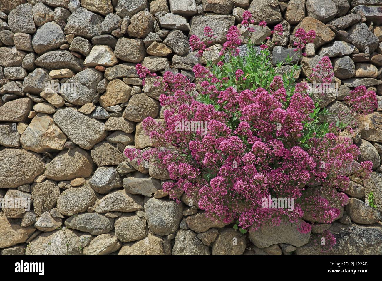 France, Valériane, massif de fleurs Valériane rouge fixée dans un mur de pierres sèches / France, Valerian, flower bed Red valerian fixed in a dry stone wall Stock Photo