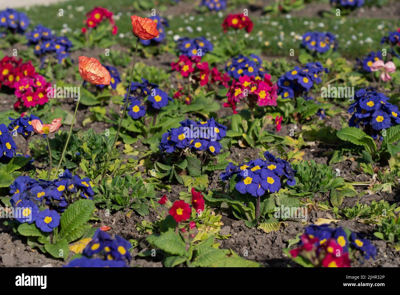 France, Ile de France region, Paris 6th arrondissement, Jardin du Luxembourg, primroses and poppies, Stock Photo
