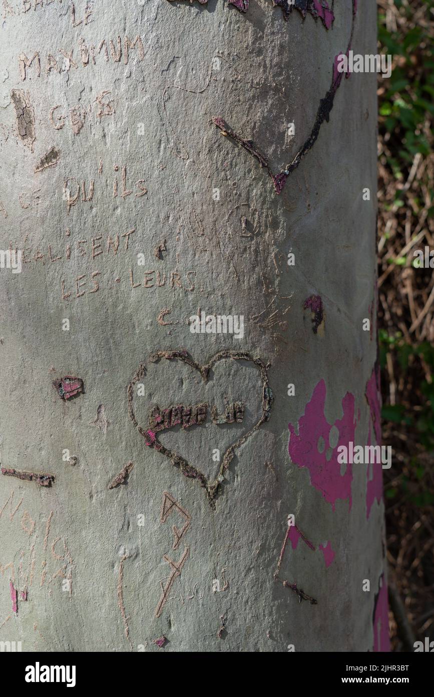 France, Ile de France region, Paris 14th arrondissement, rue Emile Richard, heart carved on a tree trunk, Stock Photo