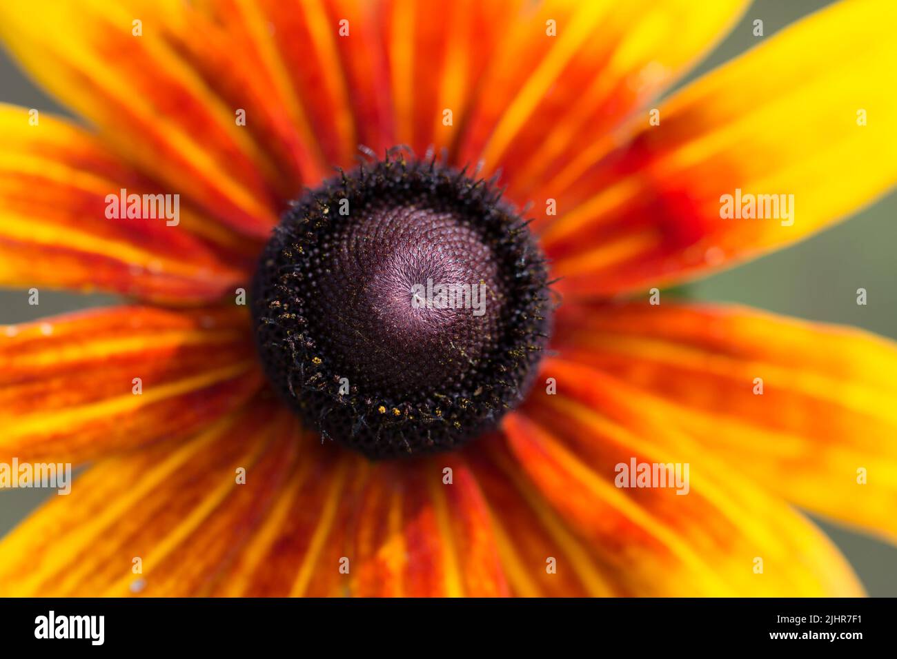 orange rudbeckia,  black-eyed-susan orange flower macro selective focus Stock Photo