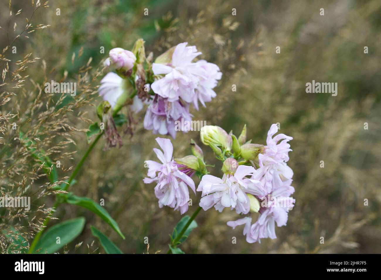 Securigera varia, purple crown vetch pink flowers in meadow closeup selective focus Stock Photo