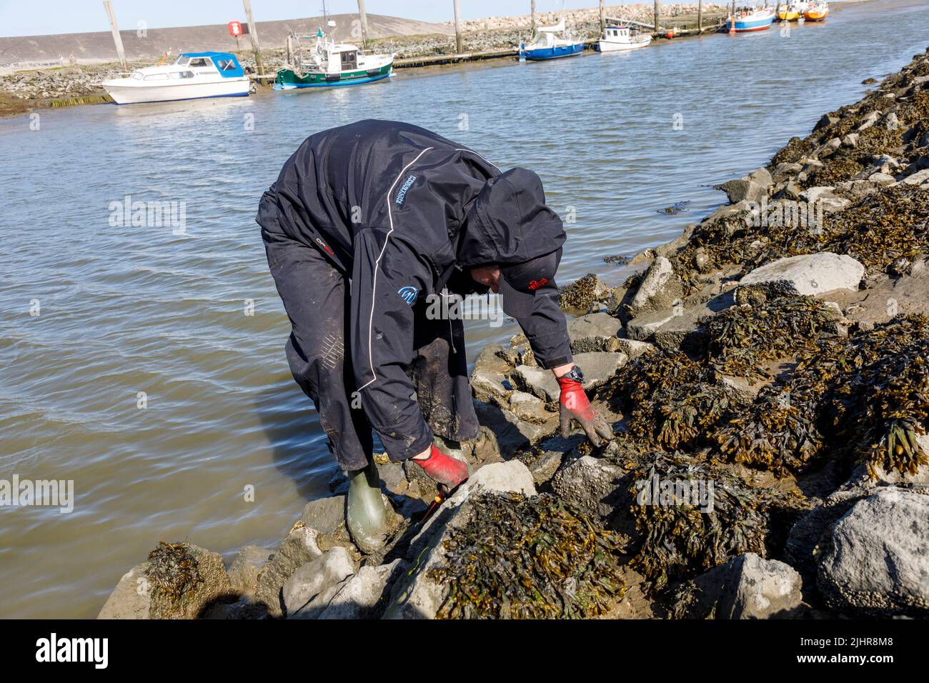 Sammeln von wilden Austern an der Nordseeküste in Nordfriesland Stock Photo