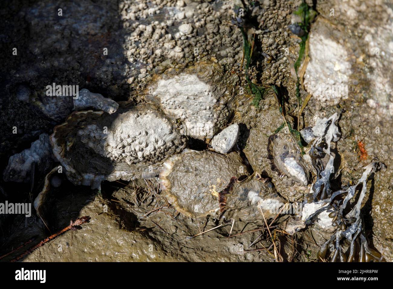 Sammeln von wilden Austern an der Nordseeküste in Nordfriesland, zuweilen schwer zu erkennen im Schlamm zwischen Steinen Stock Photo