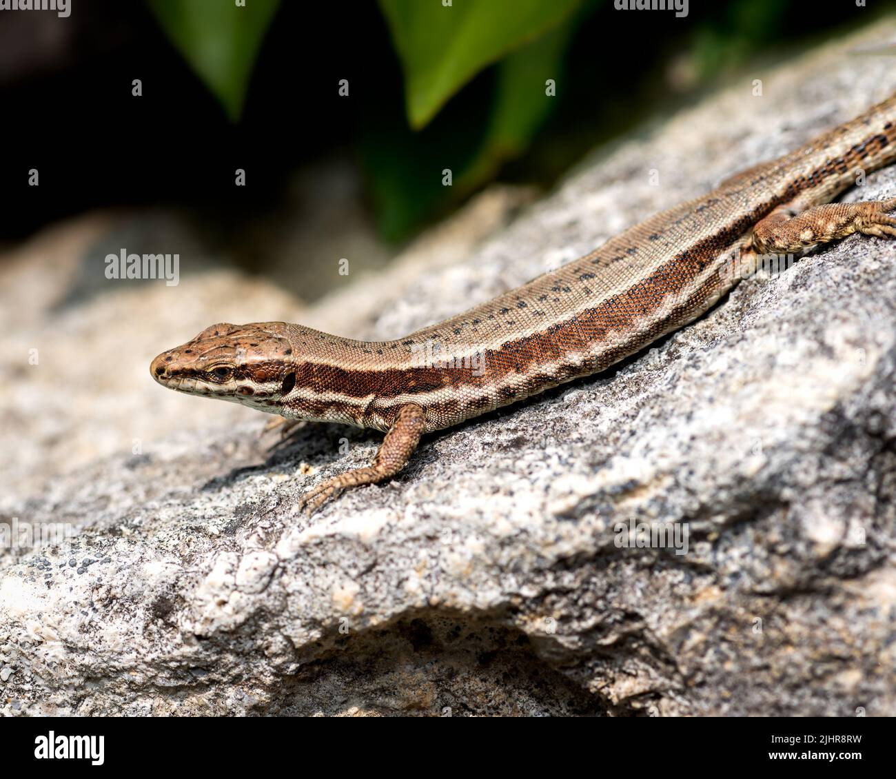 Gecko lizard watching at the camera, brown European lizard Stock Photo