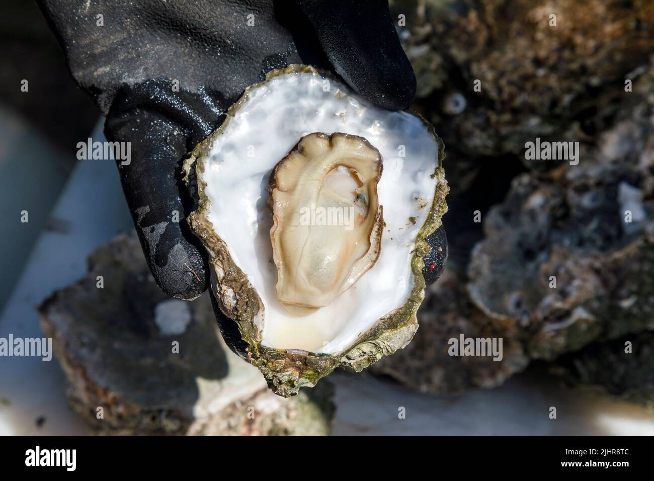 An der Nordsee gesammelte wilde Auster nach dem öffnen Stock Photo