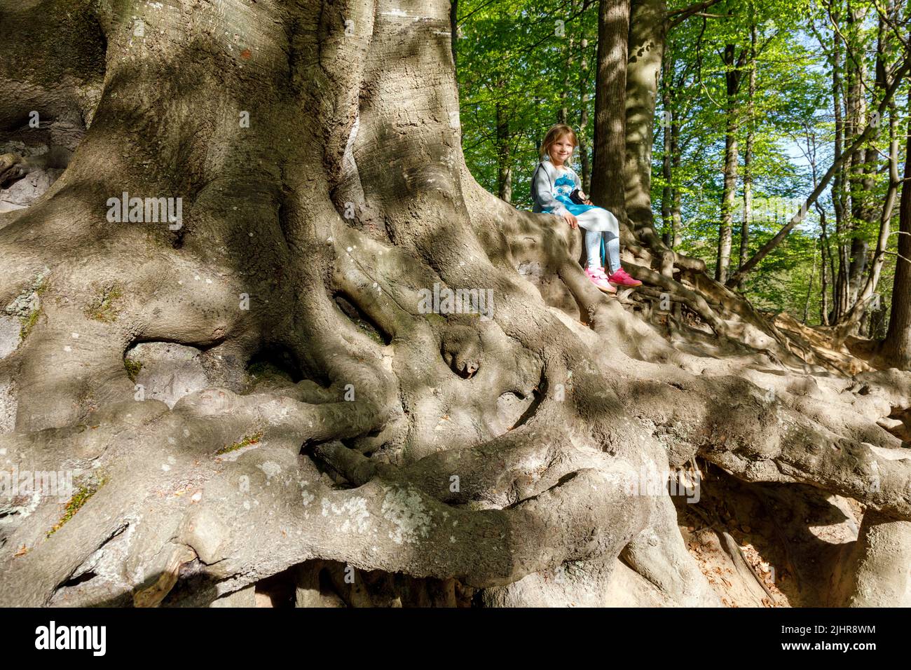 Exposed tree root system hires stock photography and images Alamy