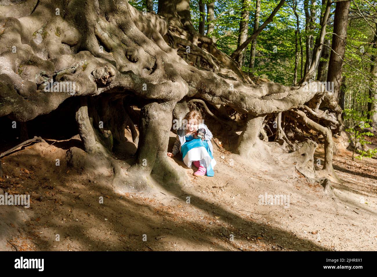 Kleines Mädchen spielt unter dem durch Wind und Wetter freigelegtem Wurzelwerk einer über 200 Jahre alten Rotbuche im Gieselautal in Süderdithmarschen Stock Photo