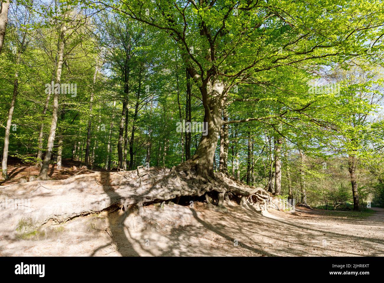 Root system of a more than 200 year old copper beech, an attraction in