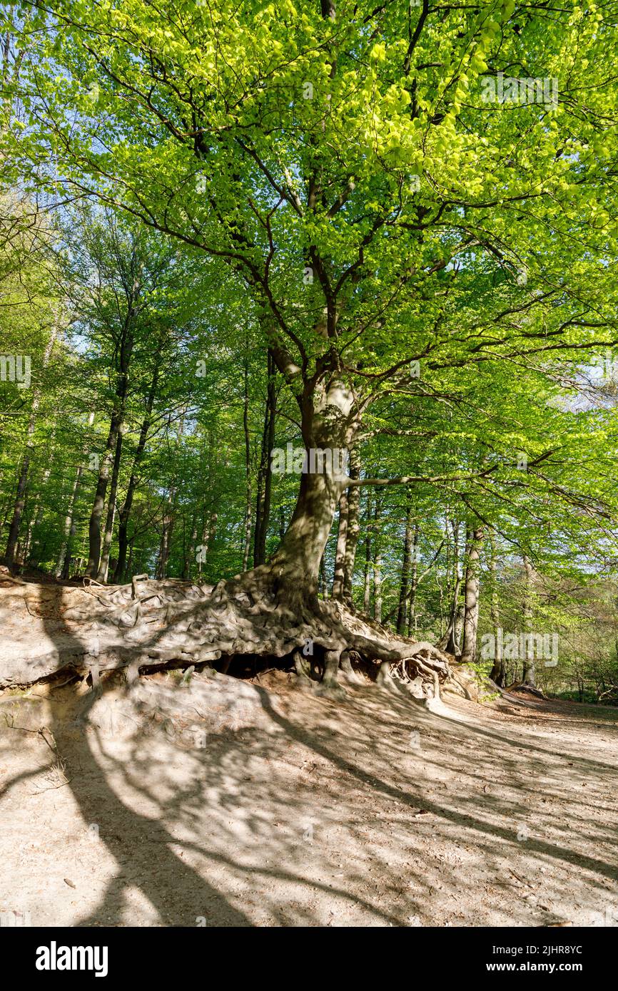 Root system of a more than 200 year old copper beech, an attraction in