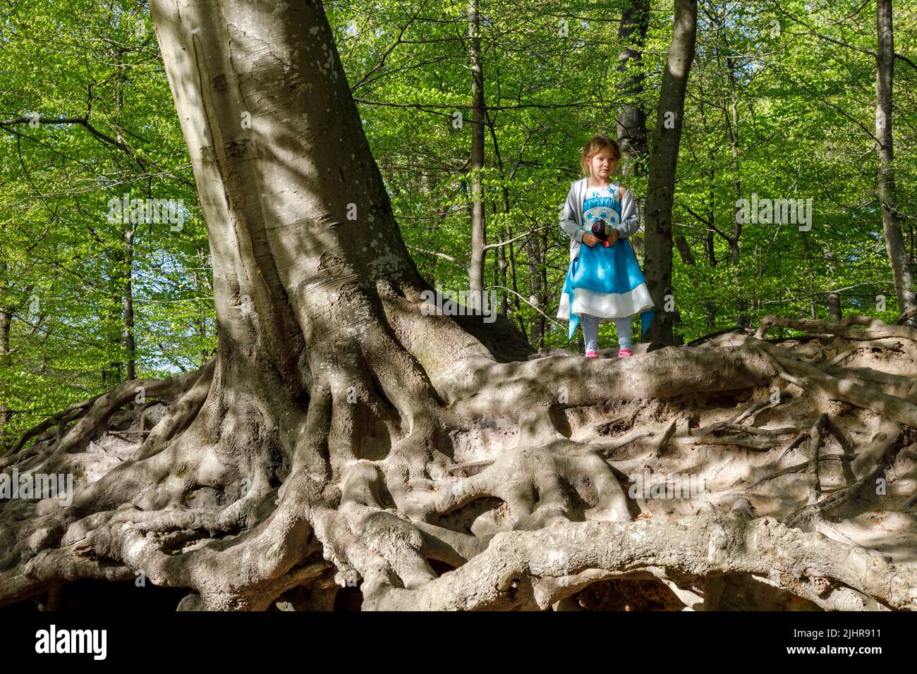 Little girl on the roots of a more than 200yearold copper beech tree, exposed by wind and