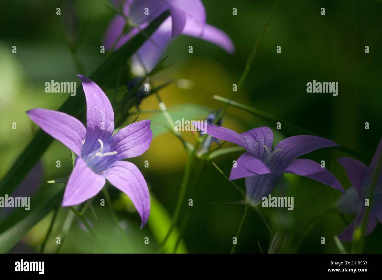 Campanula patula (spreading bellflower) flowers in a grass, close up shot, local focus Stock Photo