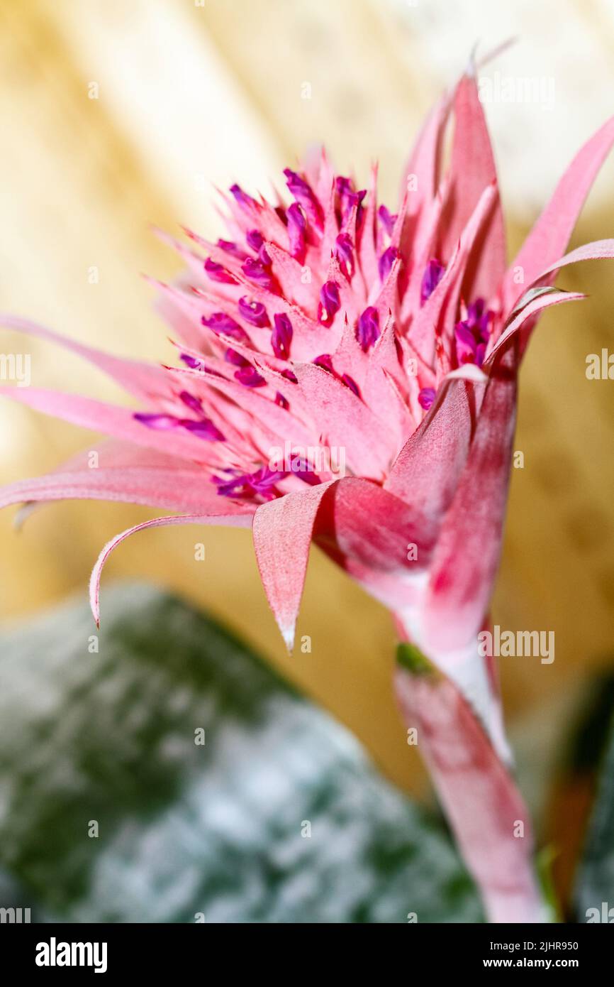 Aechmea fasciata flower,species of flowering plant in the Bromeliaceae family. Selective focus, macro Stock Photo
