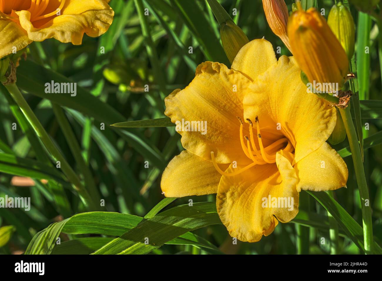 Closeup of the Daylily Stella d'Oro in the evening sunlight Stock Photo