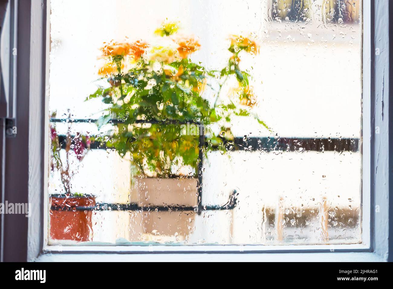 Miniature rose bush hi-res stock photography and images - Alamy