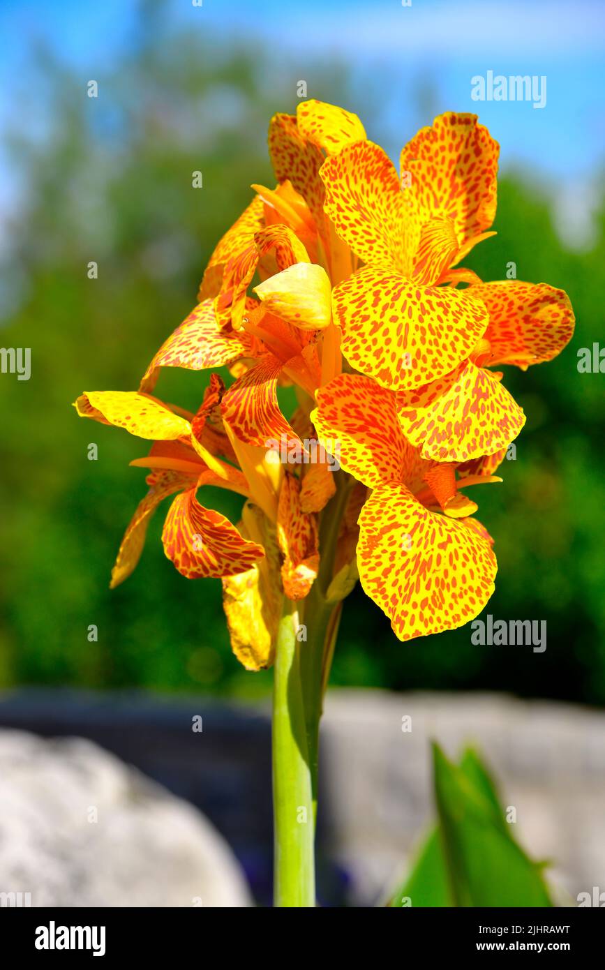 Closeup of spotted orange and yellow canna lily Stock Photo
