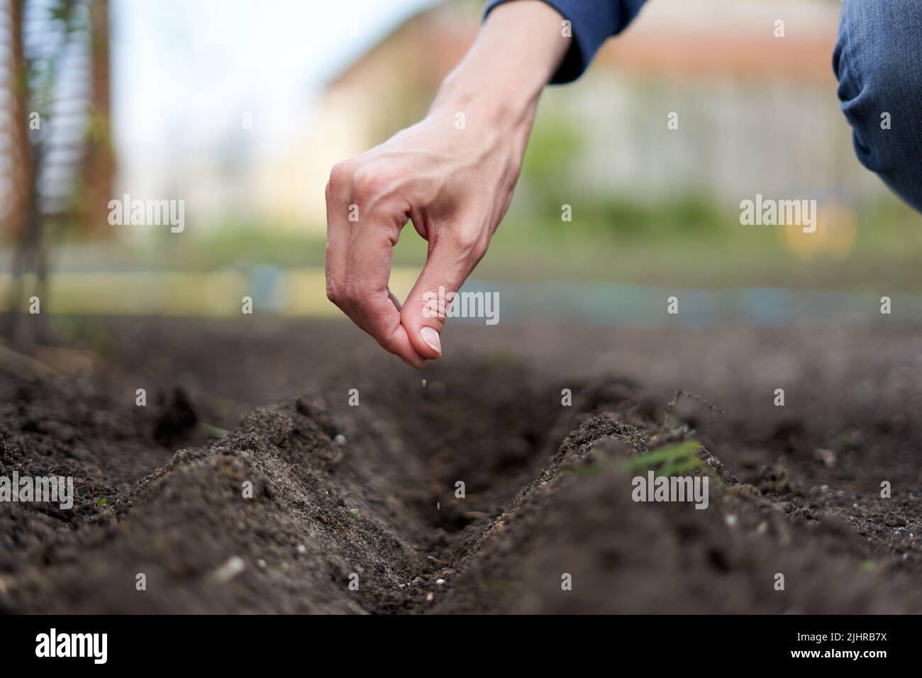 Person spreading seeds on the soil Stock Photo Alamy