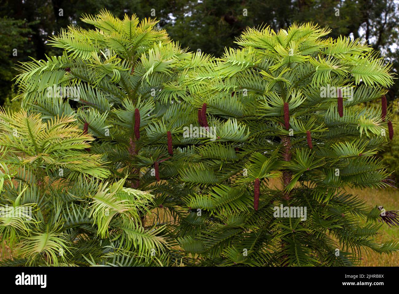 Wollemia nobilis (Wollemi pine) was known only from fossils until a living plant was discovered in the temperate rainforests of Australia. Stock Photo
