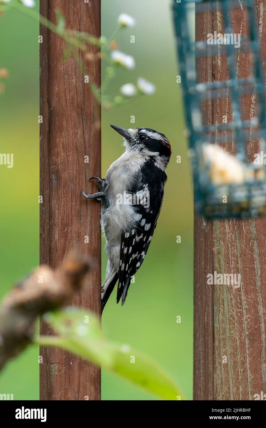 Woodpecker clings to the deck railing Stock Photo