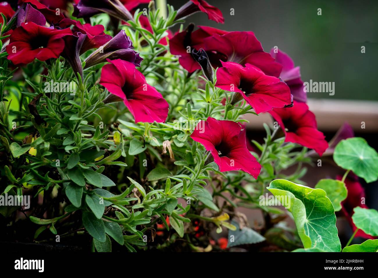 Petunias and Nasturtiums growing together Stock Photo