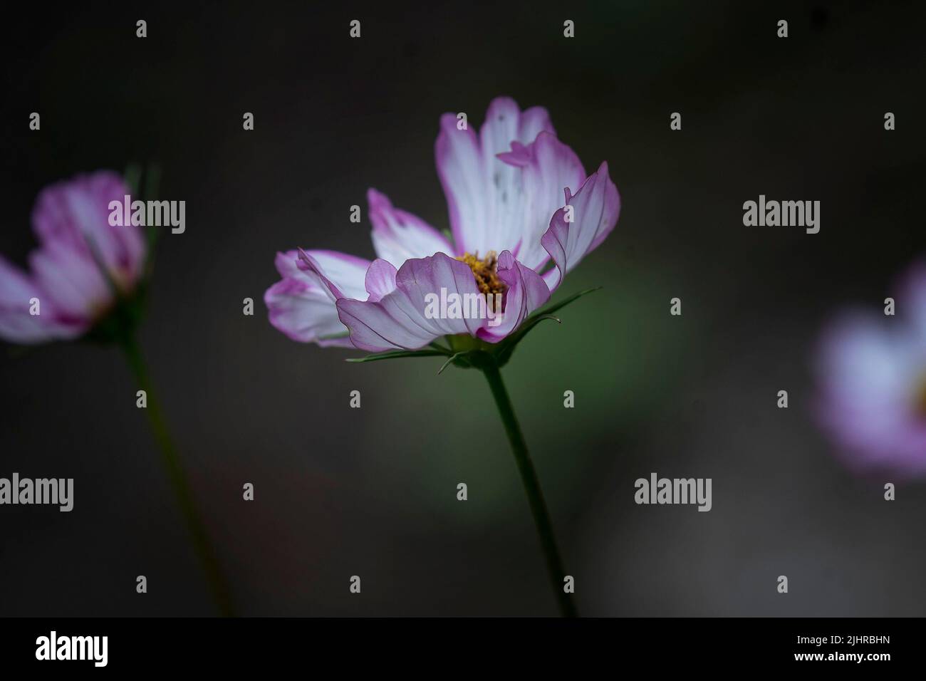 Full bloom center hi-res stock photography and images - Alamy