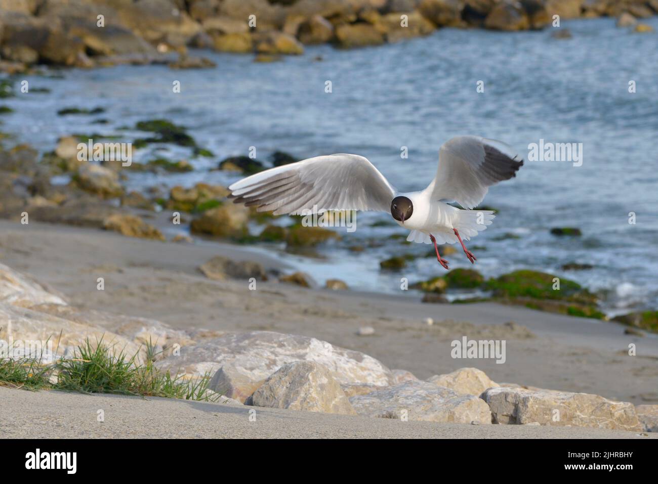 Black-headed Gulls (Chroicocephalus ridibundus) in flight seen from front, in the Camargue, a natural region located south of Arles in France Stock Photo