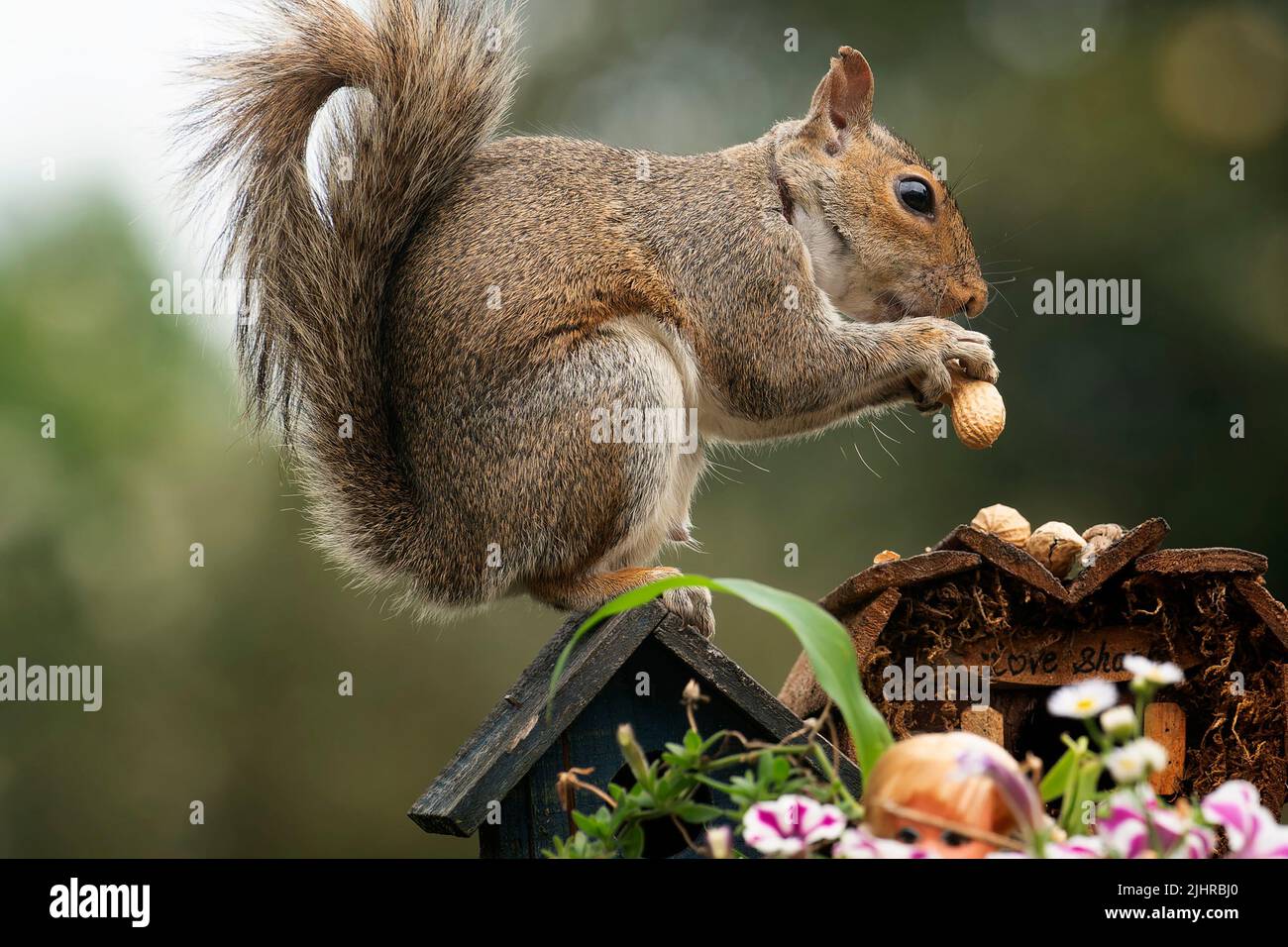A Squirrel finds a peanut on the deck Stock Photo