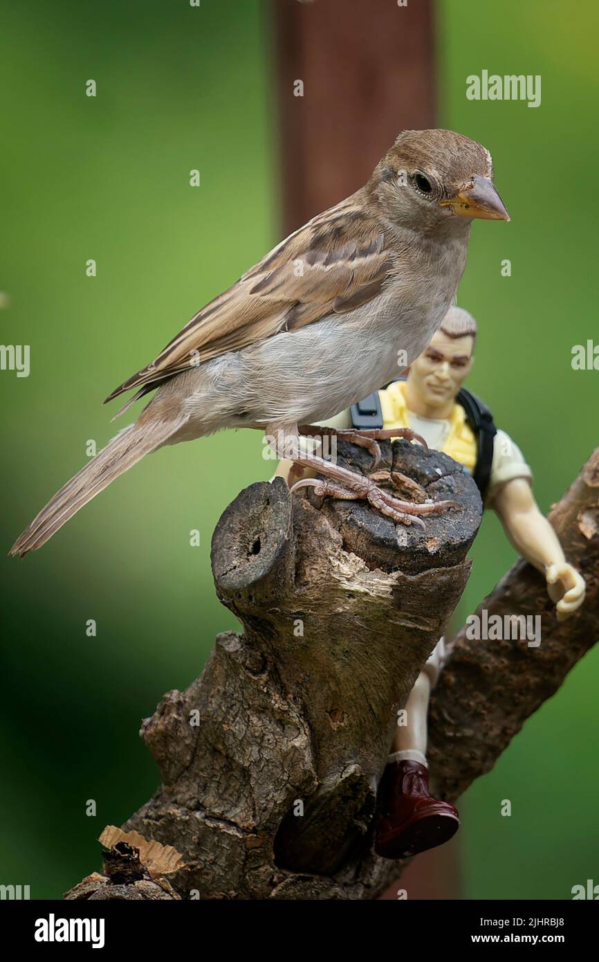 Birdwatcher with a Sparrow Stock Photo